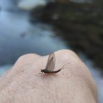 Un tipico insetto imitato dai pescatori a mosca (foto S. Bisio)